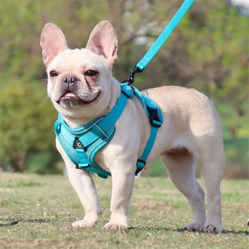 Juego de arnés y correa para perros