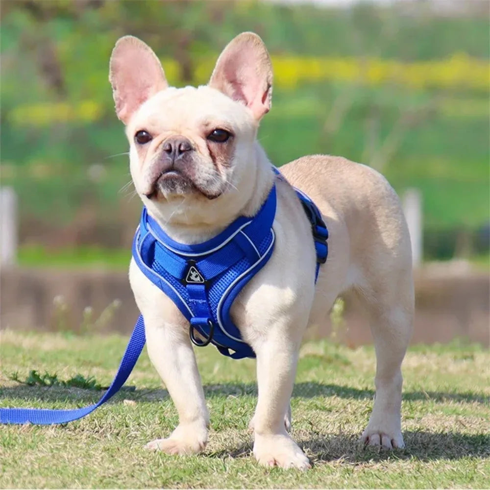 Juego de arnés y correa para perros